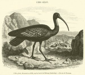1876 年在柬埔寨湄公河岸边发现的巨型宜必思（雕刻） 作者 法语学校