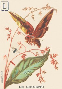 L：Ligustri（狮身人面像ligustri或Troene狮身人面像） 作者 法语学校