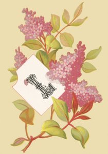 L：丁香-青年 作者 法语学校