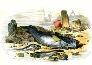 La Blennie Ovipare (Blennius viviparus), en bas la trachine vive et le gad cod - 插图摘自 Bernard Germain de Lacepede (1856-1925)所著《自然史》，巴黎 P.Furme 版。 作者 法语学校