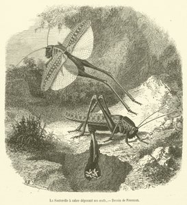 La Sauterelle a sabre deposant ses oeufs (engraving) 作者 法语学校