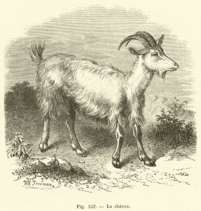 La chevre (engraving) 作者 法语学校