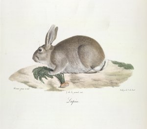 兔子，选自《哺乳动物自然史》（彩色石版画） 作者 法语学校