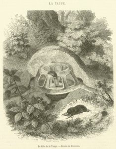 Gite de la Taupe（雕刻） 作者 法语学校