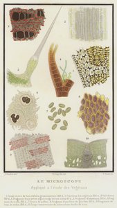 显微镜，应用于植物研究（彩色平板）。 作者 法语学校