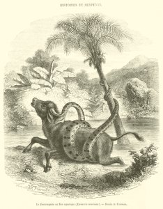 Sucuruyuba 或水生蟒蛇，Eunectis murinus （雕刻） 作者 法语学校