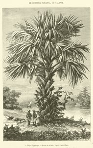 Le Talipot gigantesque (engraving) 作者 法语学校