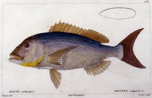 Dentex 摘自巴黎瓦朗谢讷的 Cuvier 著《自然界的鱼类》一书 作者 法语学校