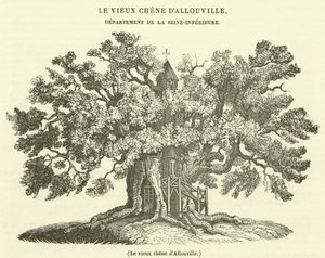 Le vieux chene d