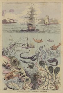 Talisman and Du Travailleur 的海底探险（彩色印刷版） 作者 法语学校