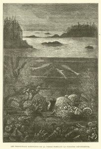 泥盆纪时期地球上的主要居民（雕版画 作者 法语学校