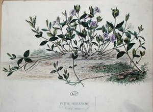 小长春花(Vinca minor)(彩色雕版画) 作者 法语学校