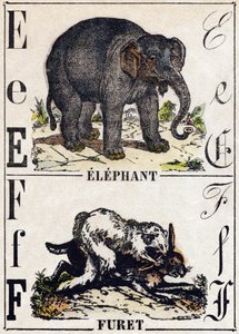 Letter E Elephant; F Ferret. Engraving in “” Alphabet des animaux sauvages””. 9th Serie. Imagery of Epinal, Pellerin, printer-publisher, circa 1870. Engravings on wood, stencilled. 16 pages. Dim: 20 x 15 cm. Private Collection 作者 法语学校