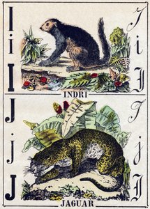 Letter I Indri (Lemurien); J Jaguar. Engraving in “” Alphabet des animaux sauvages””. 9th Serie. Imagery of Epinal, Pellerin, printer-publisher, circa 1870. Engravings on wood, stencilled. 16 pages. Dim: 20 x 15 cm. Private Collection 作者 法语学校