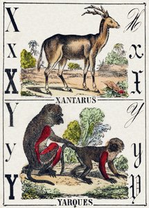 字母 X Xantarus； Y 亚克斯。 雕刻在“”Alphabet des animaux sauvages””。 第 9 个系列。 埃皮纳勒 (Epinal)、佩勒林 (Pellerin) 的图像，大约 1870 年。木版画，钢印。 16 页。 昏暗：20 x 15 厘米。 私人收藏 作者 法语学校