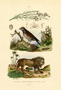 Linnet，1833-39 作者 法语学校