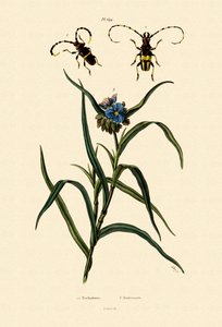 Longhorn Beetles，1833-39 作者 法语学校