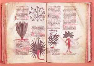 Mandrake，来自Dioscorides的条约（公元40-c.90） 作者 法语学校