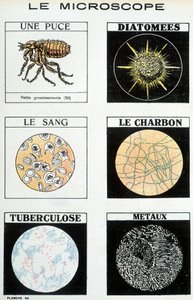 显微镜：一个芯片、硅藻、血液、煤炭、结核病、金属。 作者 法语学校