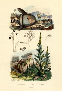 模具，1833-39 作者 法语学校