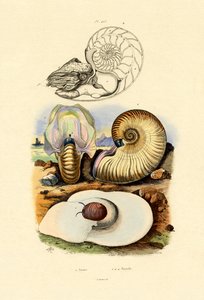 月亮蜗牛，1833-39 作者 法语学校
