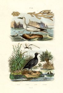 Moss Animal，1833-39 作者 法语学校