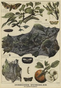 飞蛾对苹果树有害