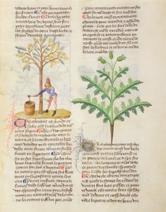 女士不同的中草药Dioscorides，fol.165r攻丝扭动 作者 法语学校