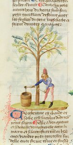 Ms Est 28 M.5.9 fol.165r Pedanius Dioscorides从Grand Herbier收集松节油（公元40  -  90年） 作者 法语学校