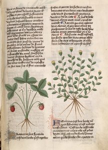 Est 28 M 5.9 fol.75r草莓植物，来自Pedanius Dioscorides的“Grand Herbier”（公元40  -  90年） 作者 法语学校