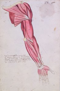 手臂和肩膀的肌肉组织，1634（笔和墨水和纸上的wc） 作者 法语学校