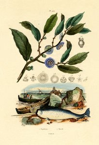 拿破仑的帽子，1833-39 作者 法语学校