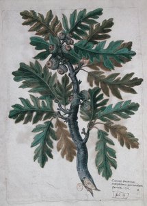 橡树枝（纸上水彩） 作者 法语学校