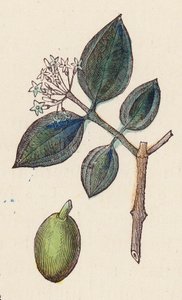橄榄油生产（彩色雕刻） 作者 法语学校