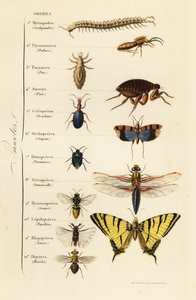 Orders of Insects 作者 法语学校