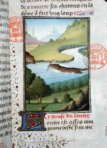 水獭捕鱼，摘自加斯顿-菲布斯-德-福克斯（1331-91）的Livre de la Chasse作品（牛皮纸）。 作者 法语学校