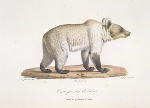 Ours fem des Asturies.雌性西班牙棕熊，选自《哺乳动物自然史》（彩色石版画） 作者 法语学校