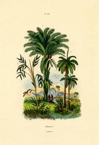 棕榈树，1833年至1939年 作者 法语学校