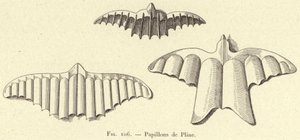 Papillons de Pline (engraving) 作者 法语学校