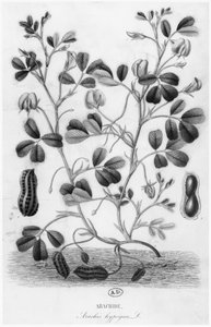 花生（Arachis hypogaea） 作者 法语学校