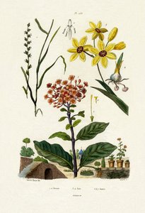多年生黑麦草，1833-39 作者 法语学校