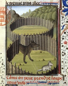 Piege是一只狼--在 "Foix伯爵、Béarn领主Gaston Phoebus的狩猎书 "中。 作者 法语学校
