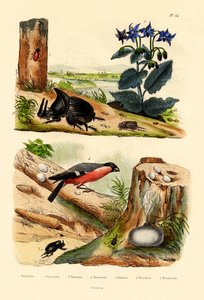 Pine Weevil，1833-39 作者 法语学校