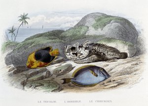 Pisces: Le tricolor, l