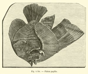 Platax papilio 作者 法语学校