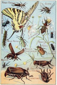 Plate 2: Ear-piercing, Gupe, Blue Meat Fly, Flambe, Gardener, Centipedes, Firefly, Rose Channeton, Gloss worm, Fly, Field Cricket, Chablets 作者 法语学校