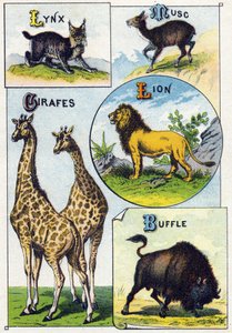 Plate 3: Lynx, Musk, Giraffes, Lion, Buffalo. Engraving in "Syllabary alphabet of wild animals"”. Serie A. Pellerin et Cie, printers-publishers, Epinal, late 19th century. Chromolithographs . Small 8-page advertising album containing a syllabary and an ima 作者 法语学校