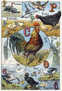Plate 3: guinea fowls, pigeons, chicks, hen, rooster, peacock, swans, geese, ducks. Engraving in “Syllabary alphabet of domestic animals and farmyard". Serie A. Pellerin et Cie, printers-publishers, Epinal, late 19th century. Chromolithographs . Dim: 19.5  作者 法语学校