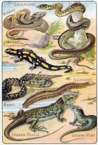 板块4：蛇，毒蛇，蝾螈，Aspic，Leech，Lezard ocelle，Green Lezard。在 "鸟类和爬行动物的音节字母表 "中的雕刻。Serie A. Pellerin et Cie，印刷商-出版商，埃皮纳尔，19世纪末。彩色石版画。8页的小广告。 作者 法语学校