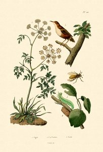 Poison Hemlock，1833-39 作者 法语学校